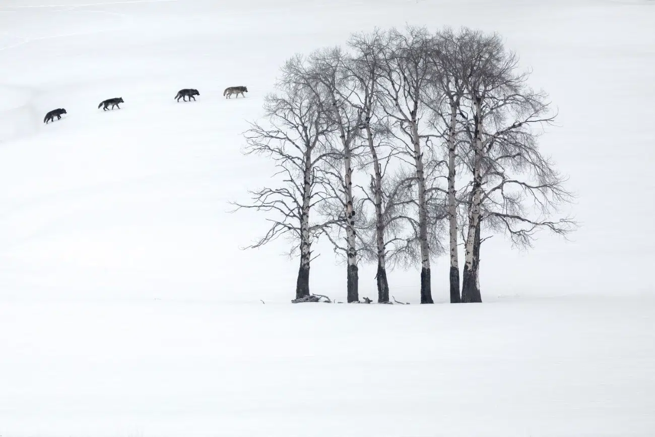 2025 BigPicture Natural World People's Choice Award Nominee