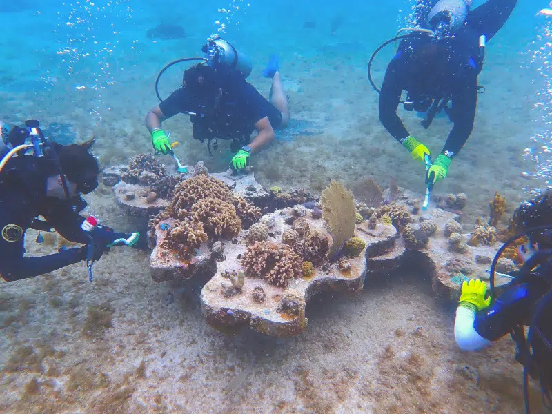 Cleaning artificial reefs of algae