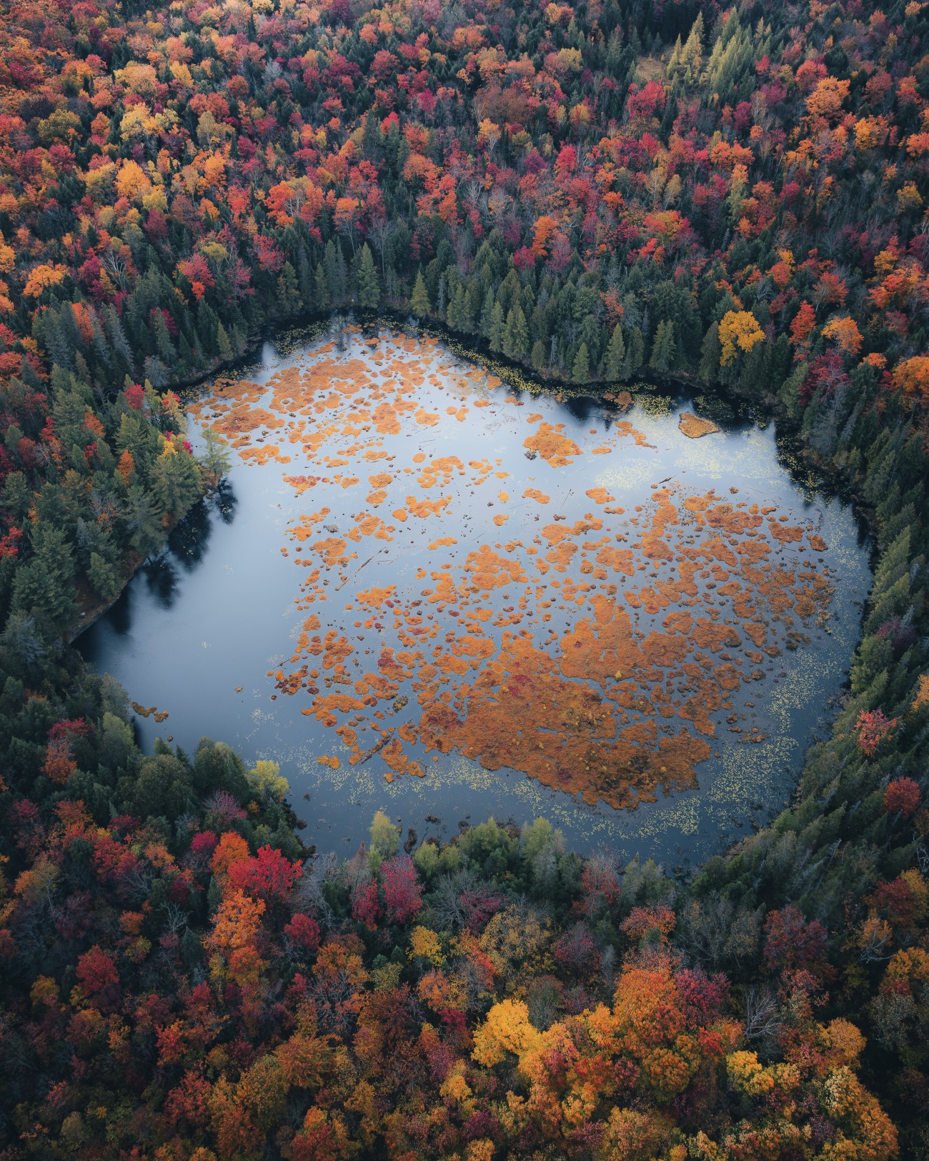 Aerial landscape with colorful fall leave in a lake
