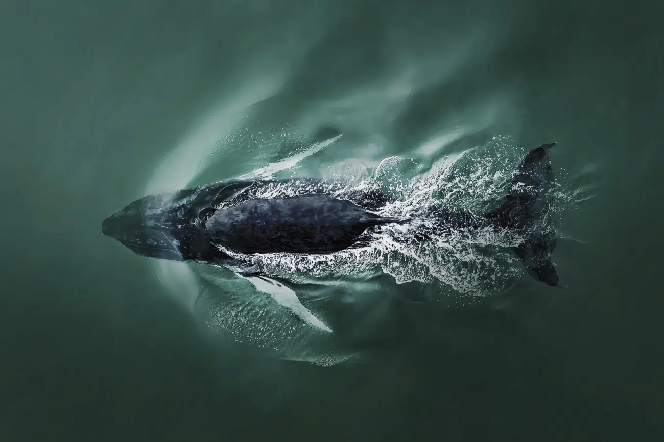A humpback whale diving back under the surface of the Atlantic Ocean 