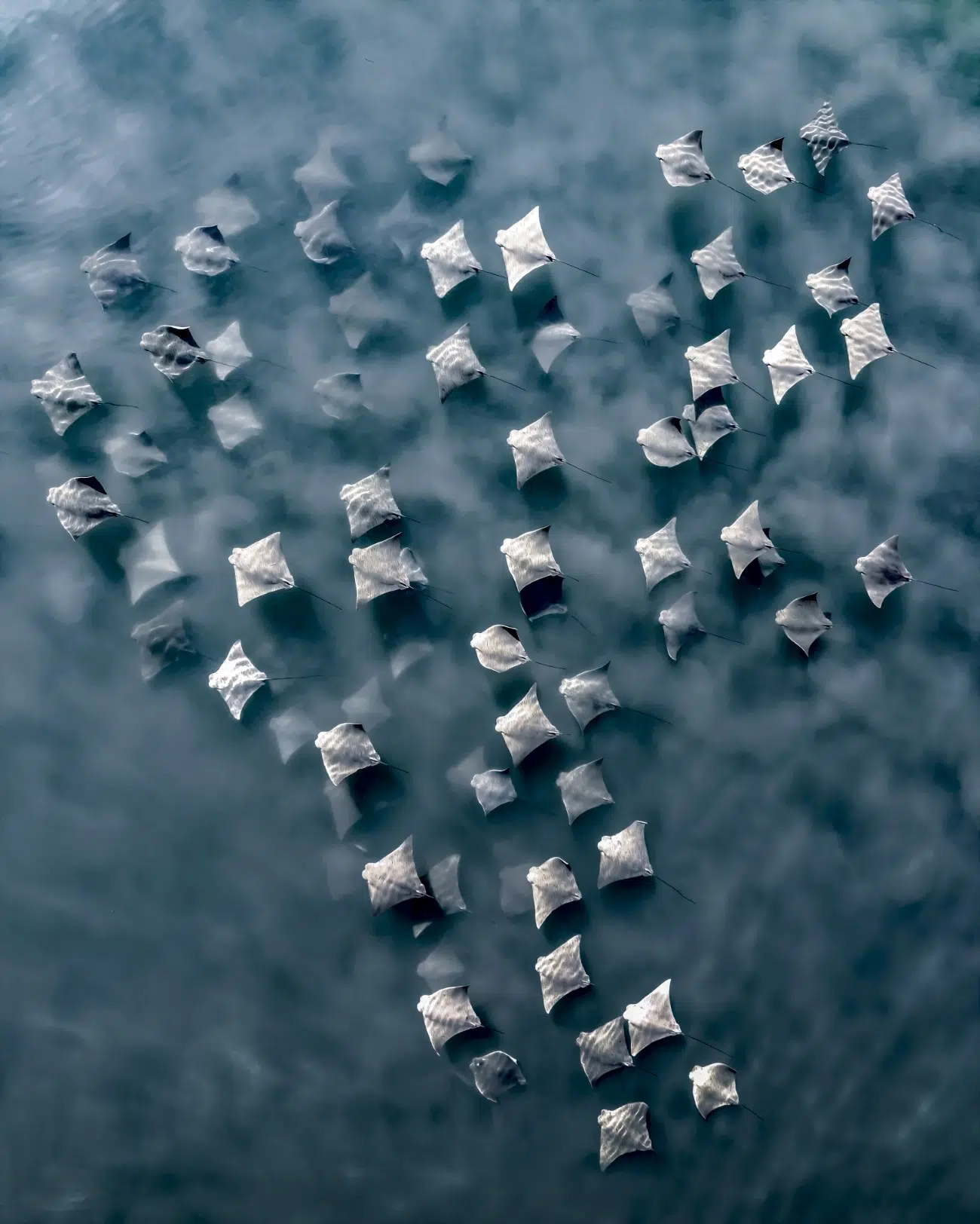 Top down drone photography of a small fever of cownose rays stiring up some sand along their travels