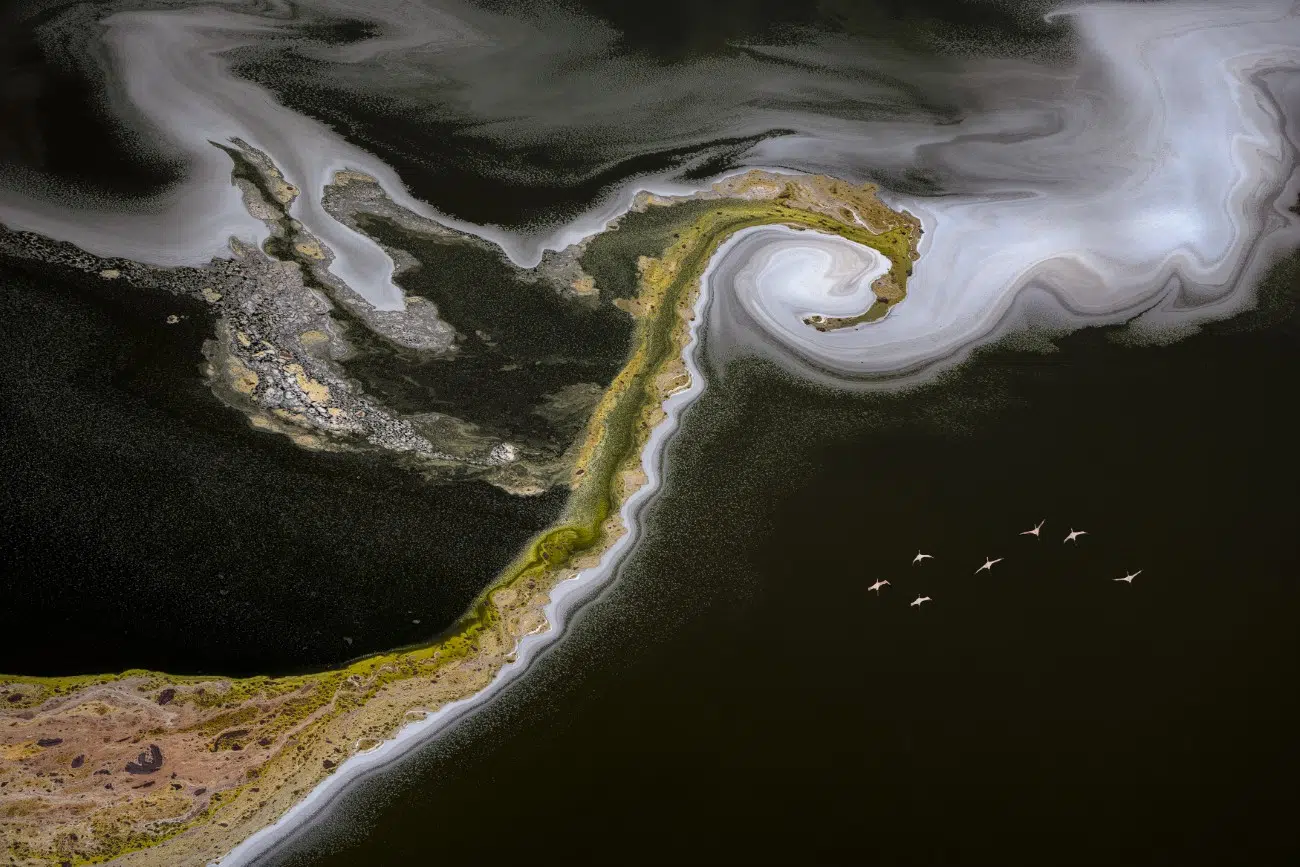Aerial view of flamingos over a lake