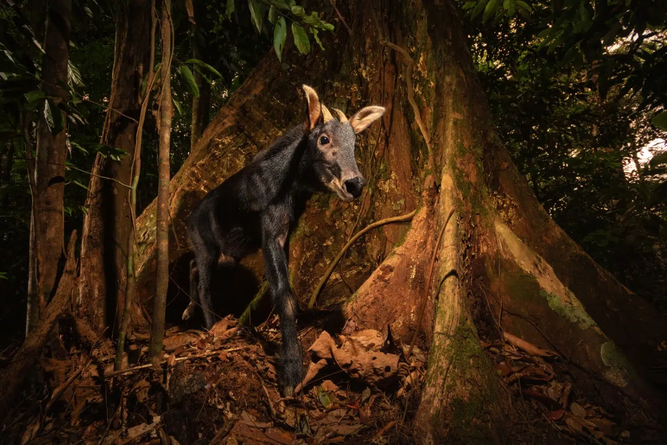 Serow capricornis sumatraensis